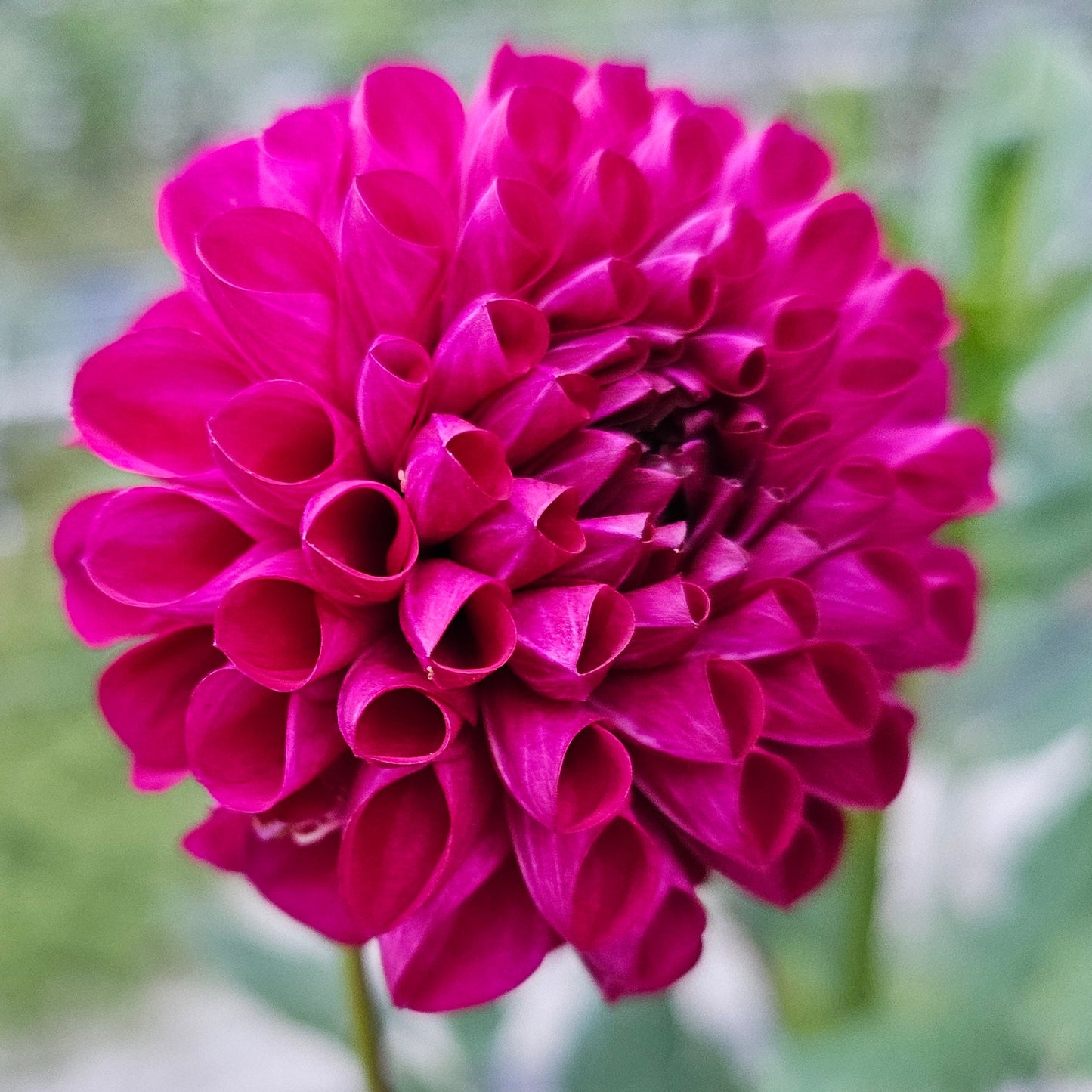 Jason Matthew Dahlia