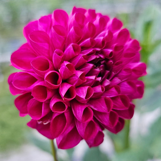 Jason Matthew Dahlia