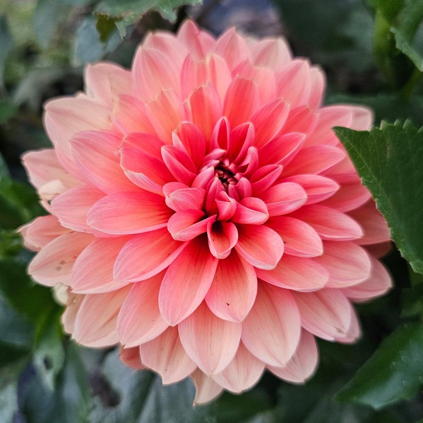 Nicholas Dahlia