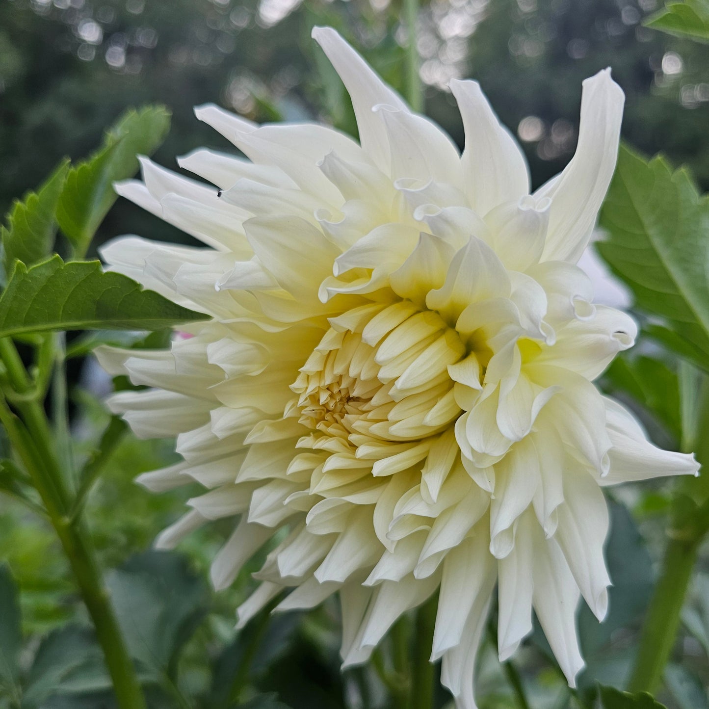 Sandia Icicle Dahlia