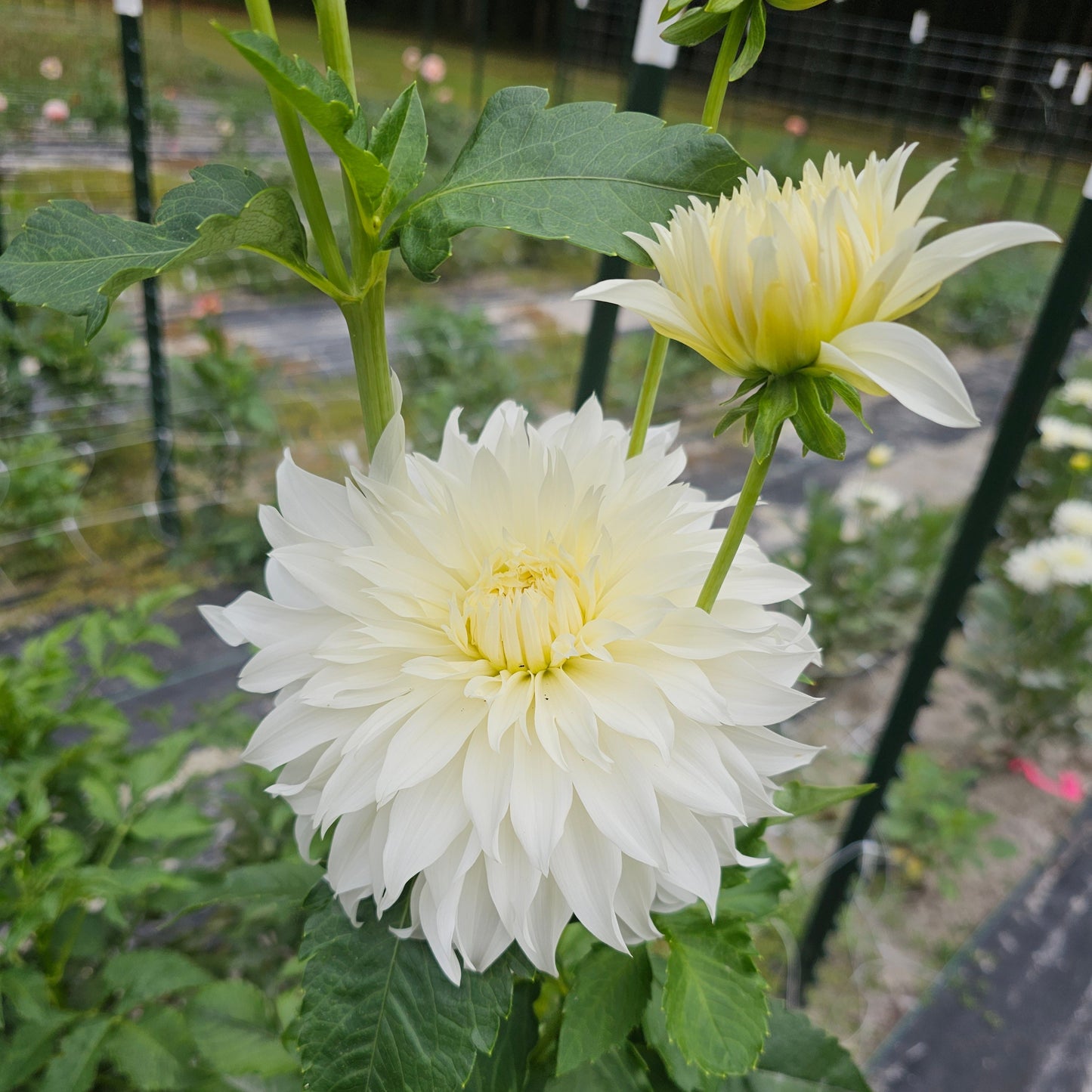 Wyn's Ghostie Dahlia