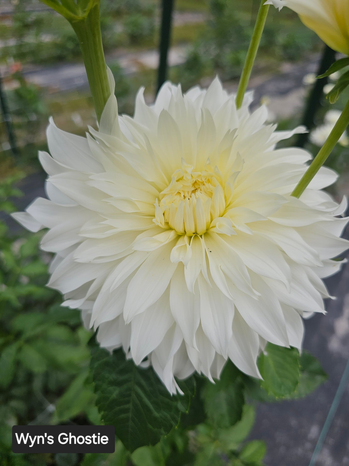 Wyn's Ghostie Dahlia