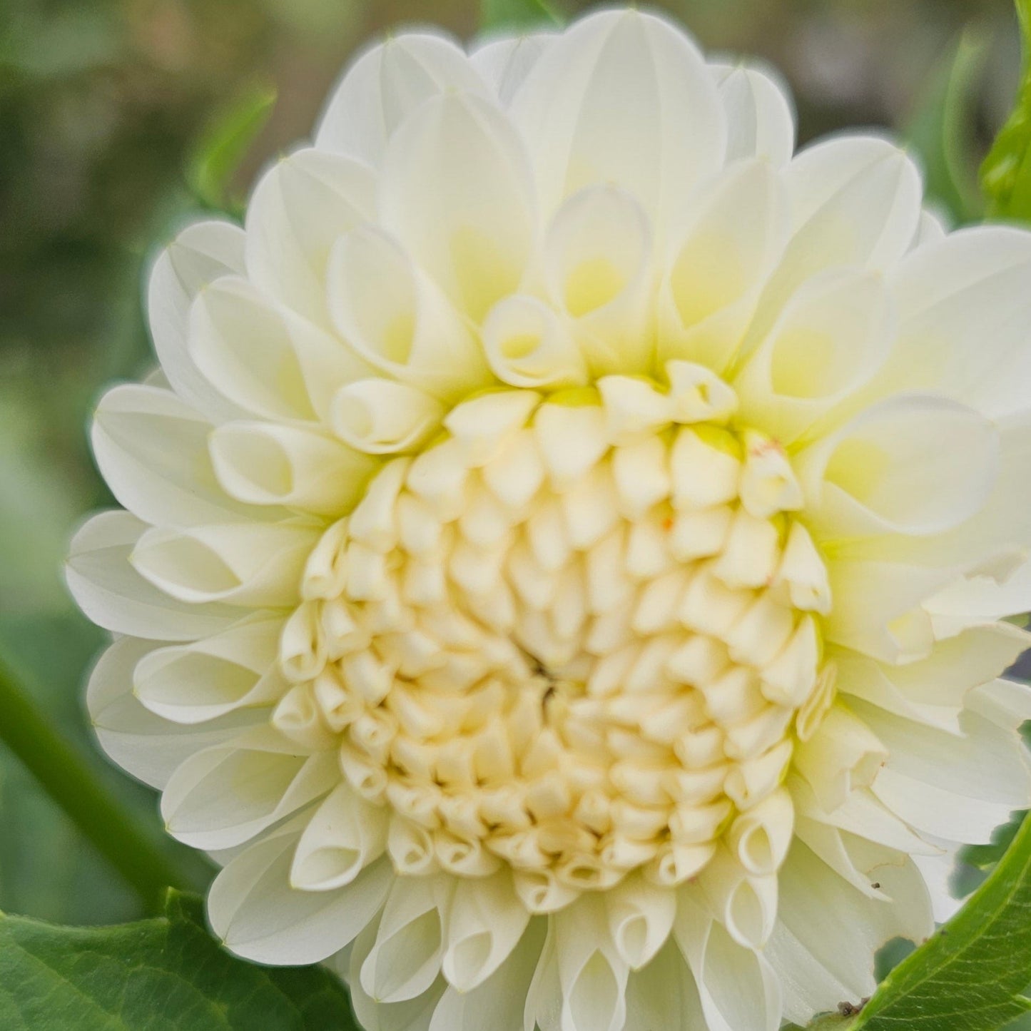 20th Ave & Baker Rd Dahlia