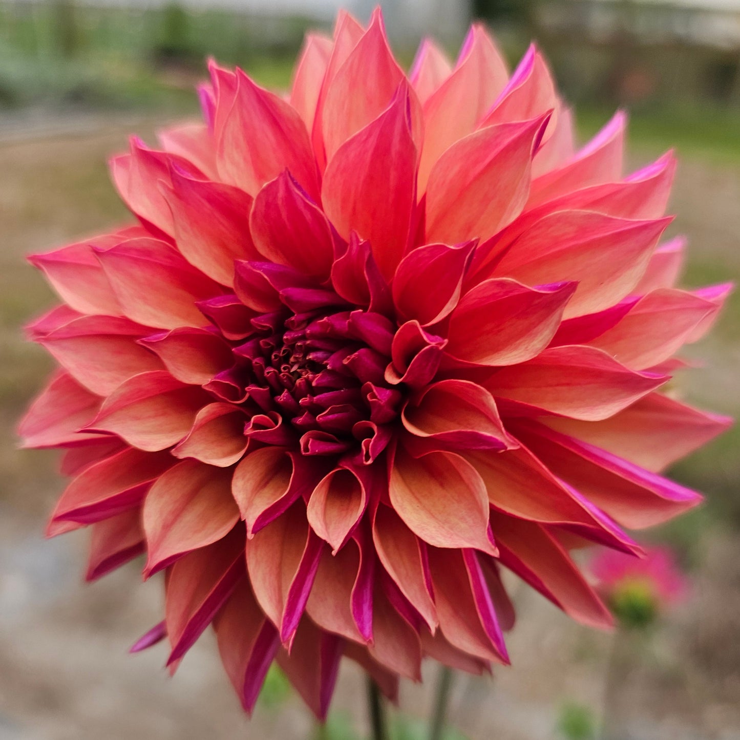 River's Elizabeth Dahlia