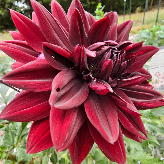 Sam Hopkins Dahlia