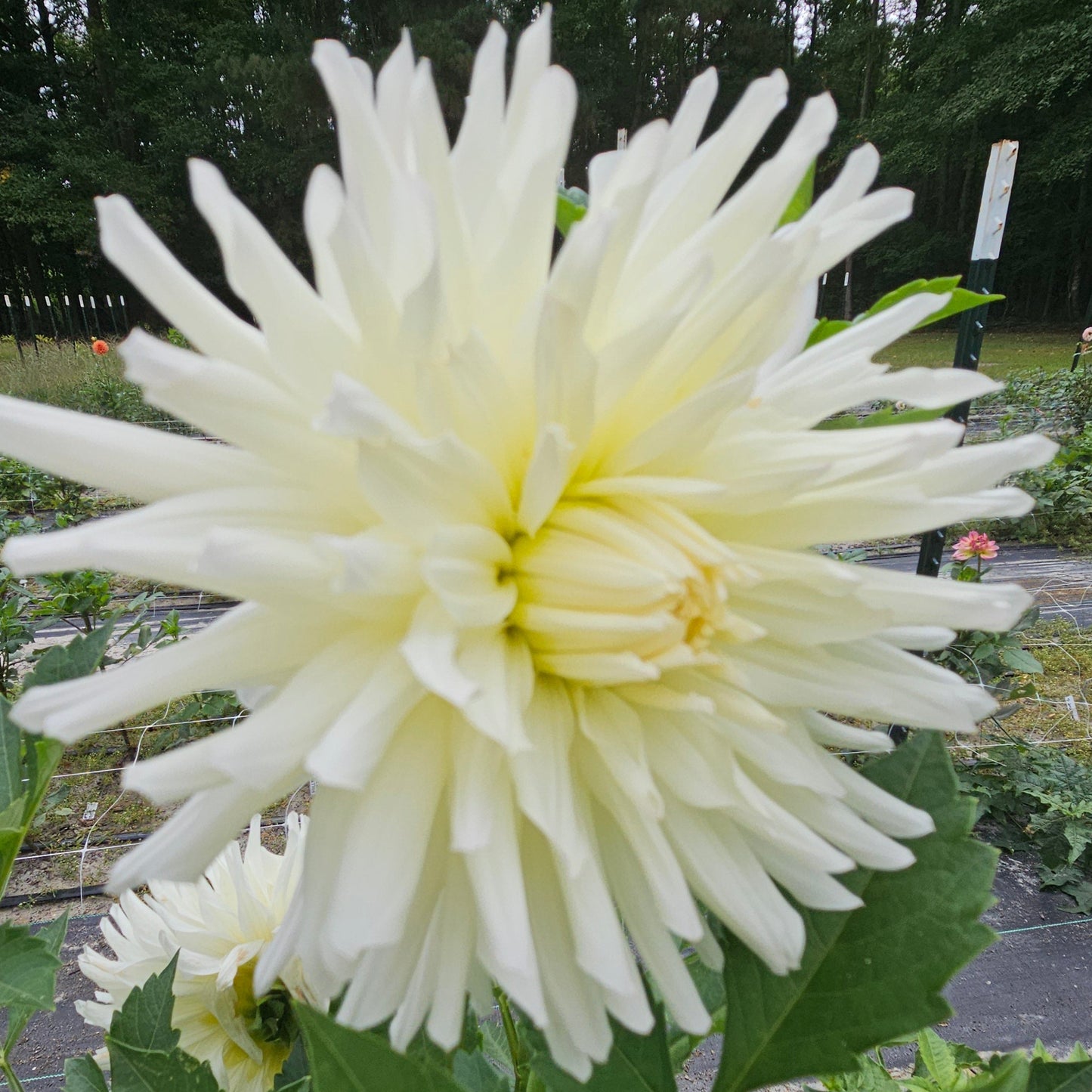 Sandia Icicle Dahlia