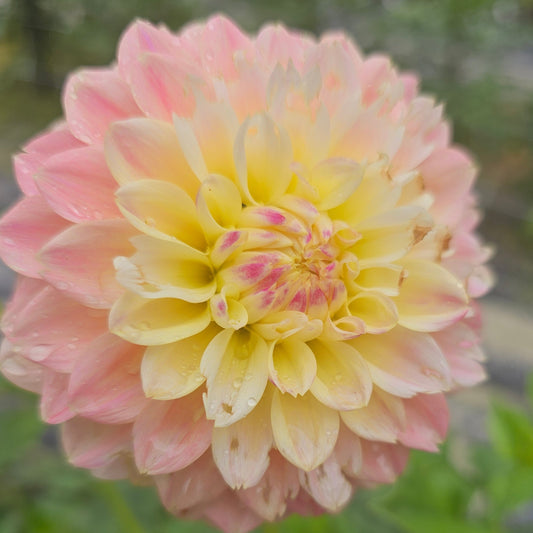 Elks Tennley Rose Dahlia