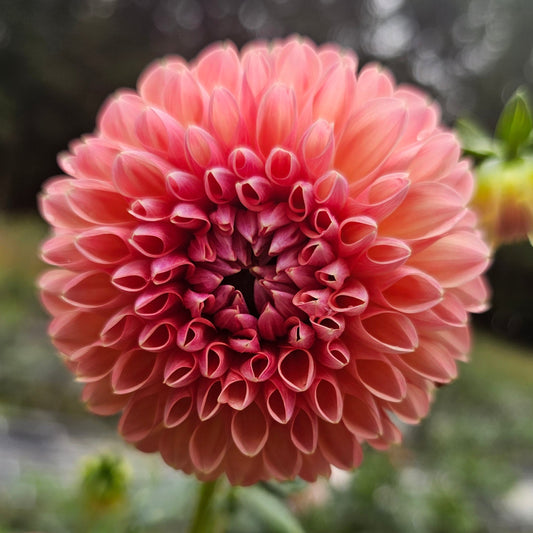 NTAC Mia Li Dahlia