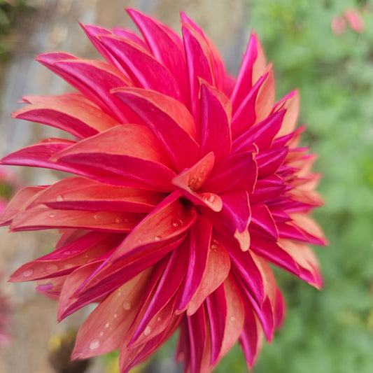 River's Elizabeth Dahlia