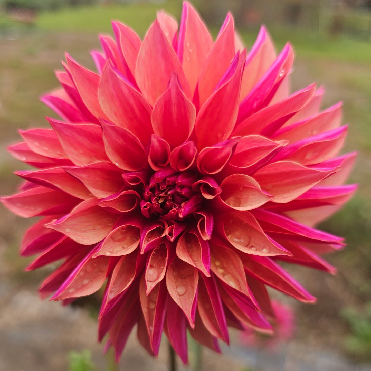 River's Elizabeth Dahlia