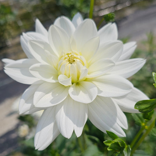Siberia Dahlia
