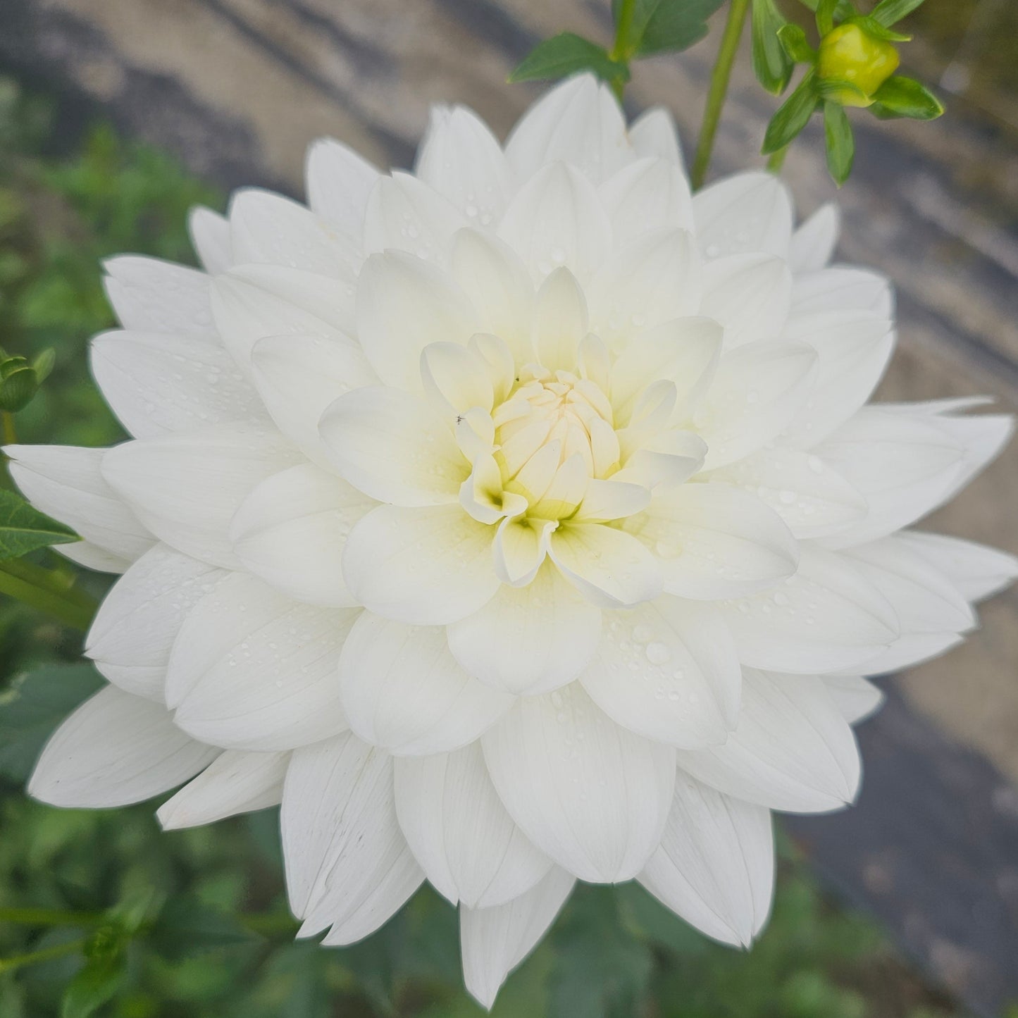 Siberia Dahlia