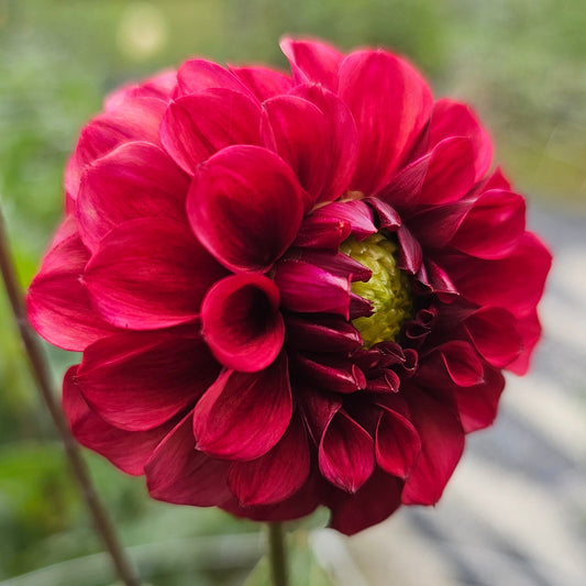 Mission Gypsy Dahlia