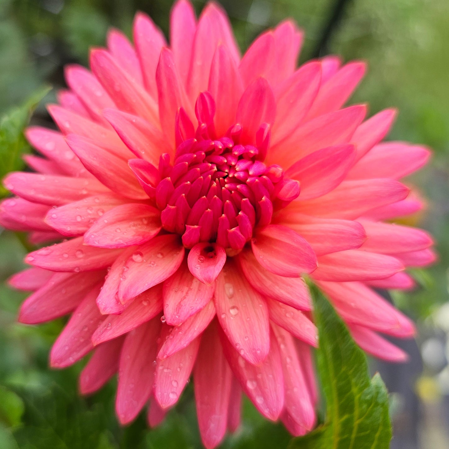 CG Coral Dahlia