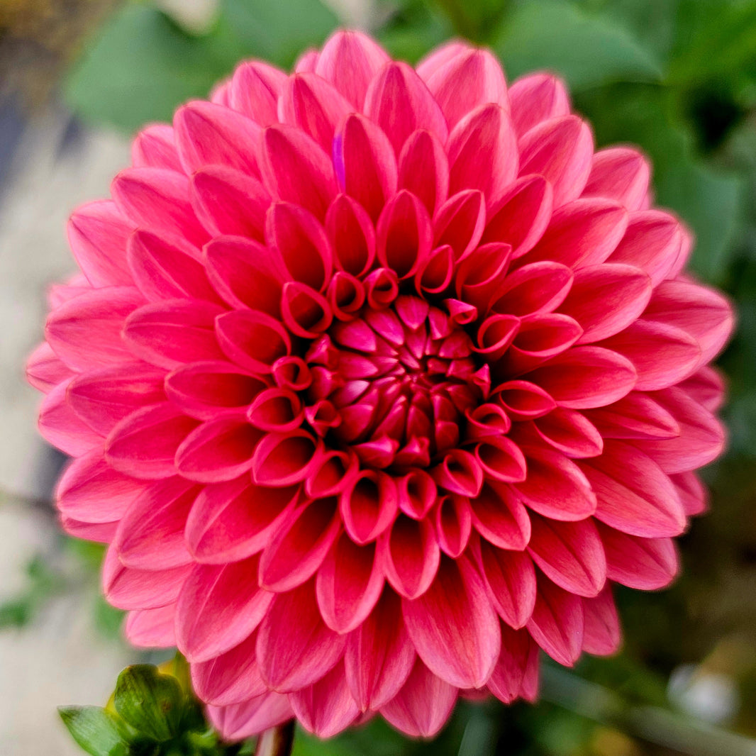 2026 Dahlias – Page 2 – Lucky Penny Flower Farm