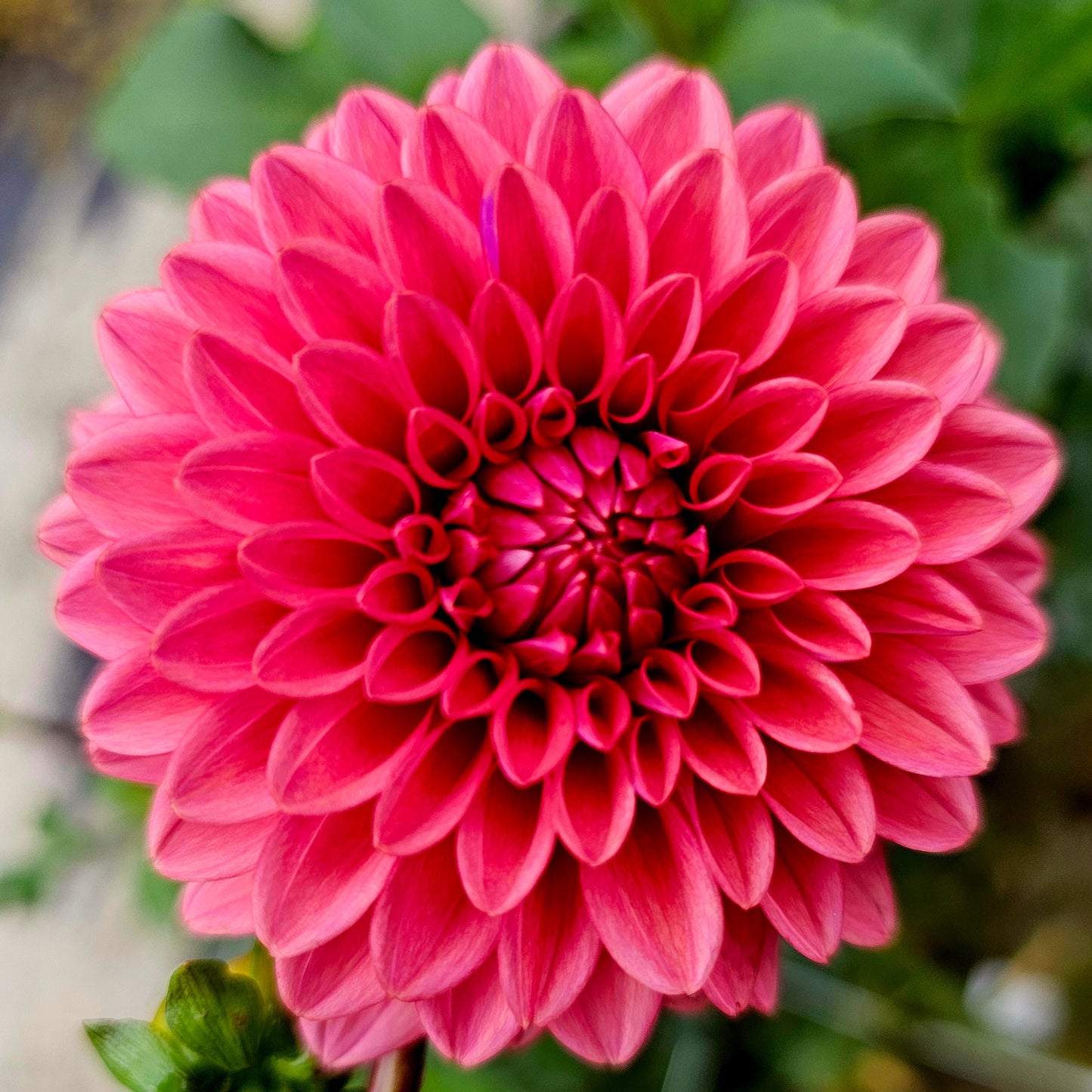 Bloomquist Curt Dahlia