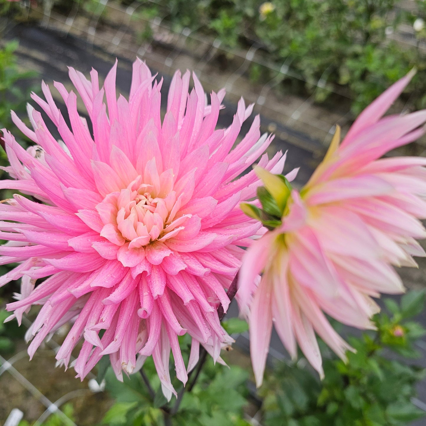 Hollyhill Cotton Candy Dahlia