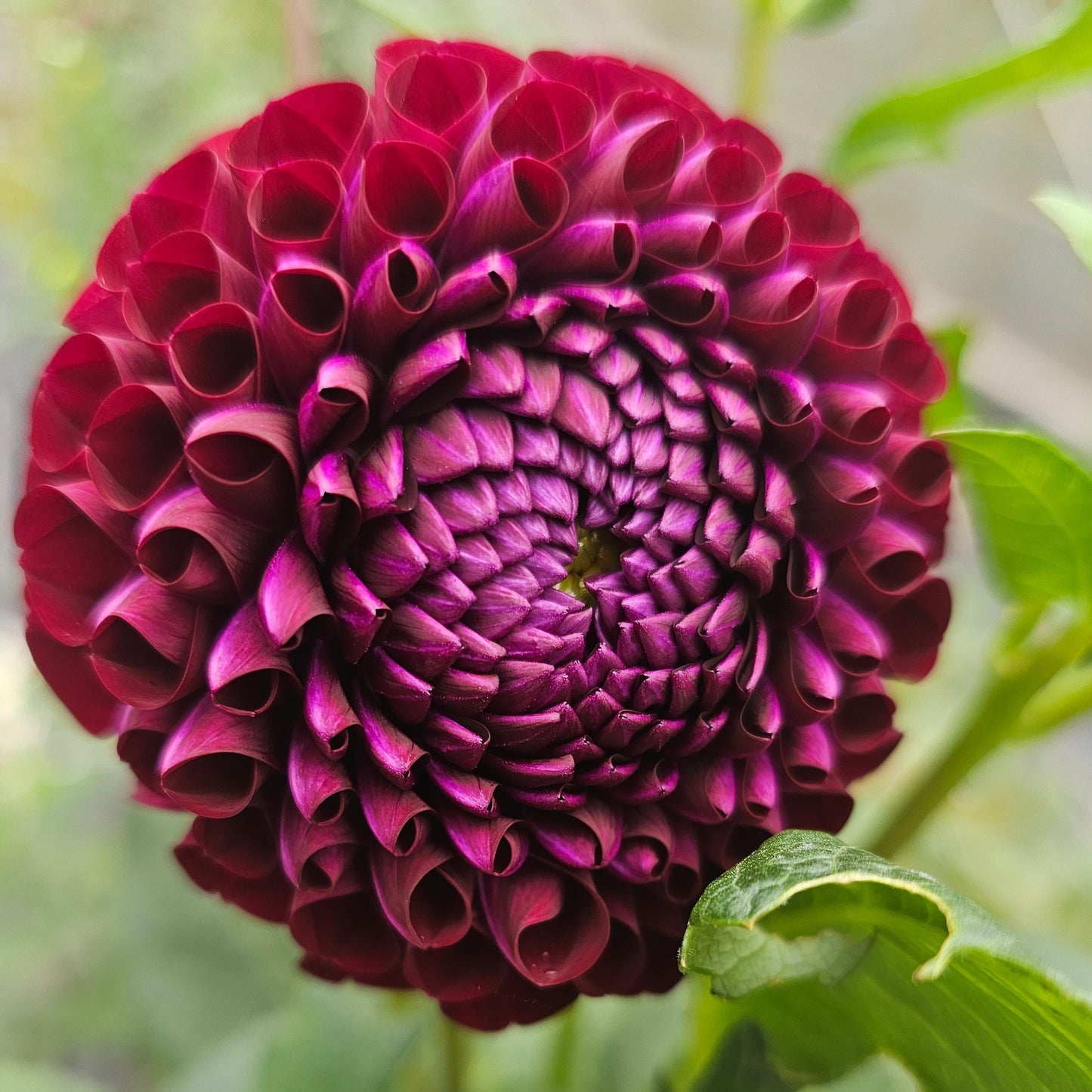 Chimacum Troy Dahlia