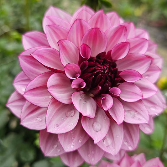 Creme de Cassis Dahlia