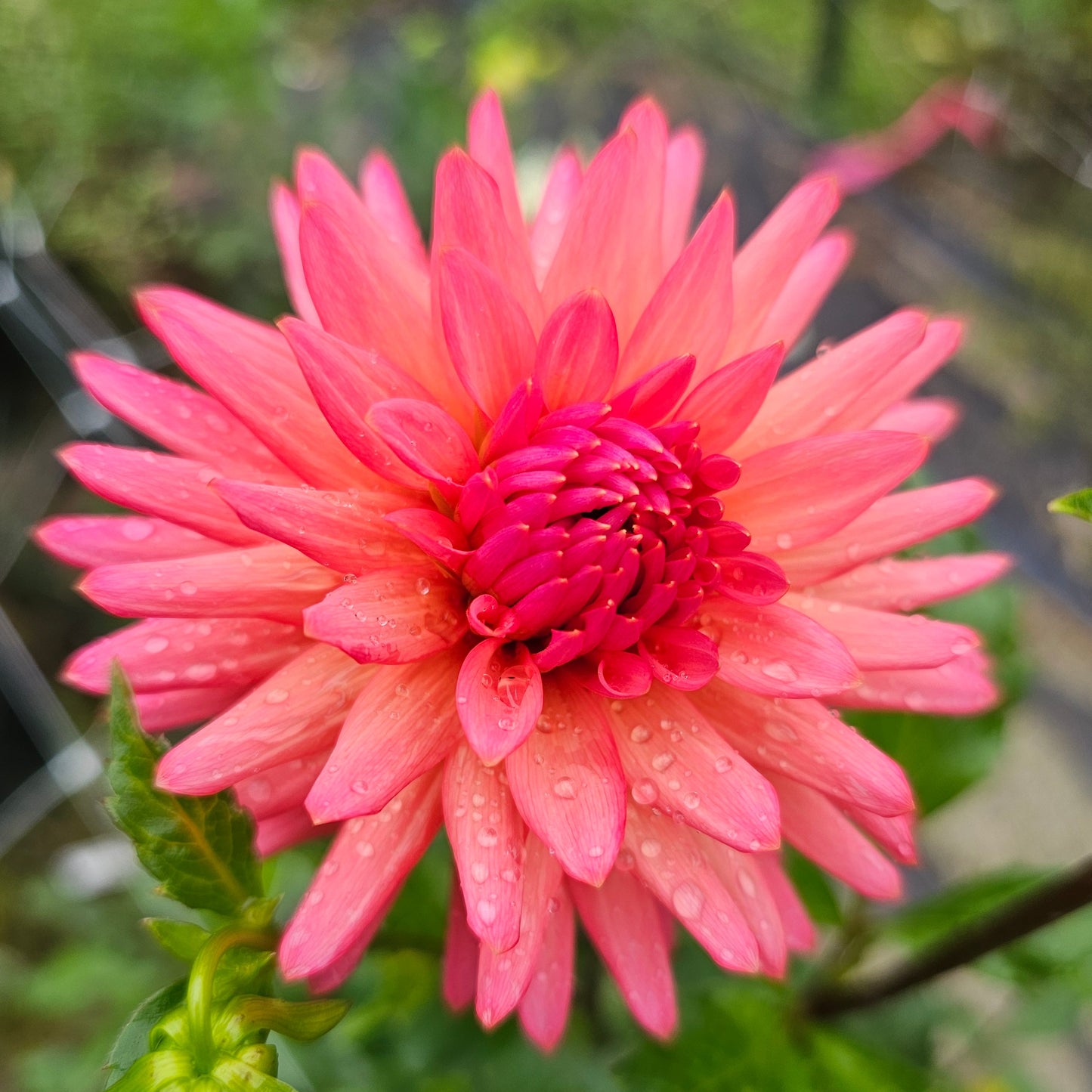 CG Coral Dahlia