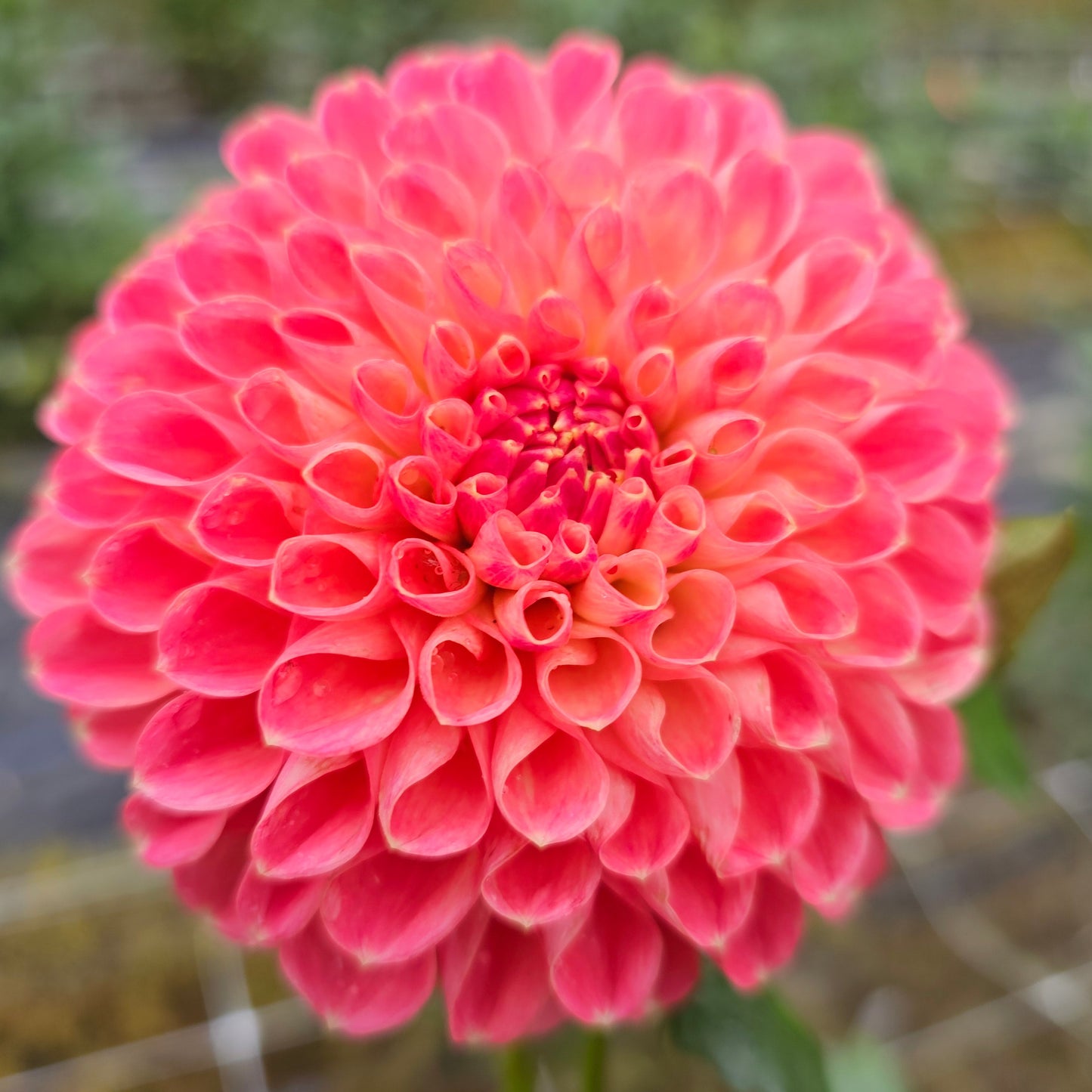 Jomanda Dahlia
