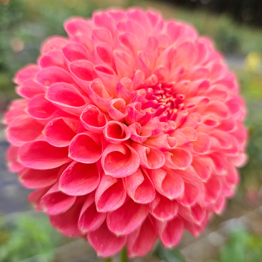 Jomanda Dahlia