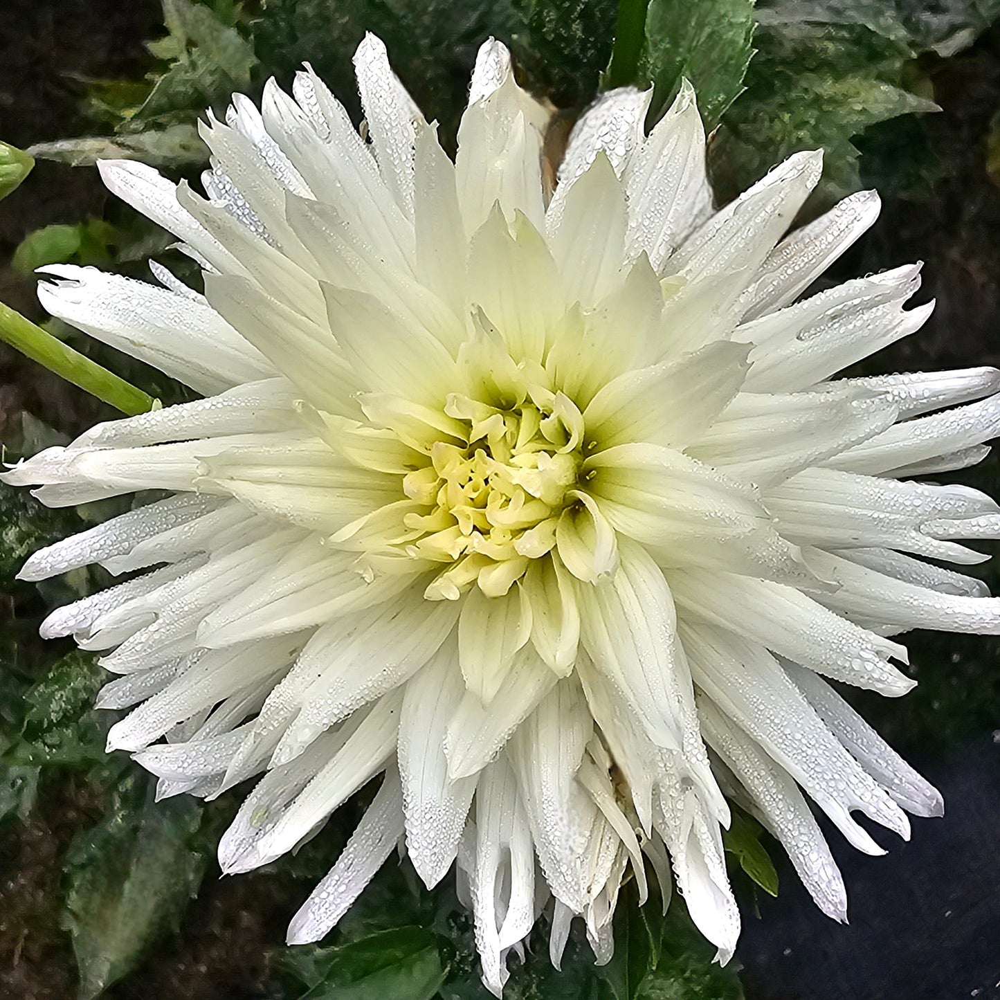 Minerva Magic Dahlia