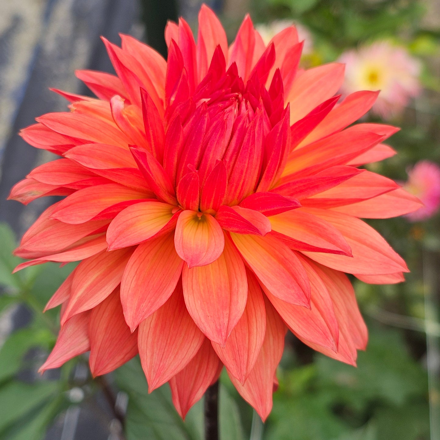 Bloomquist Peach Sorbet Dahlia