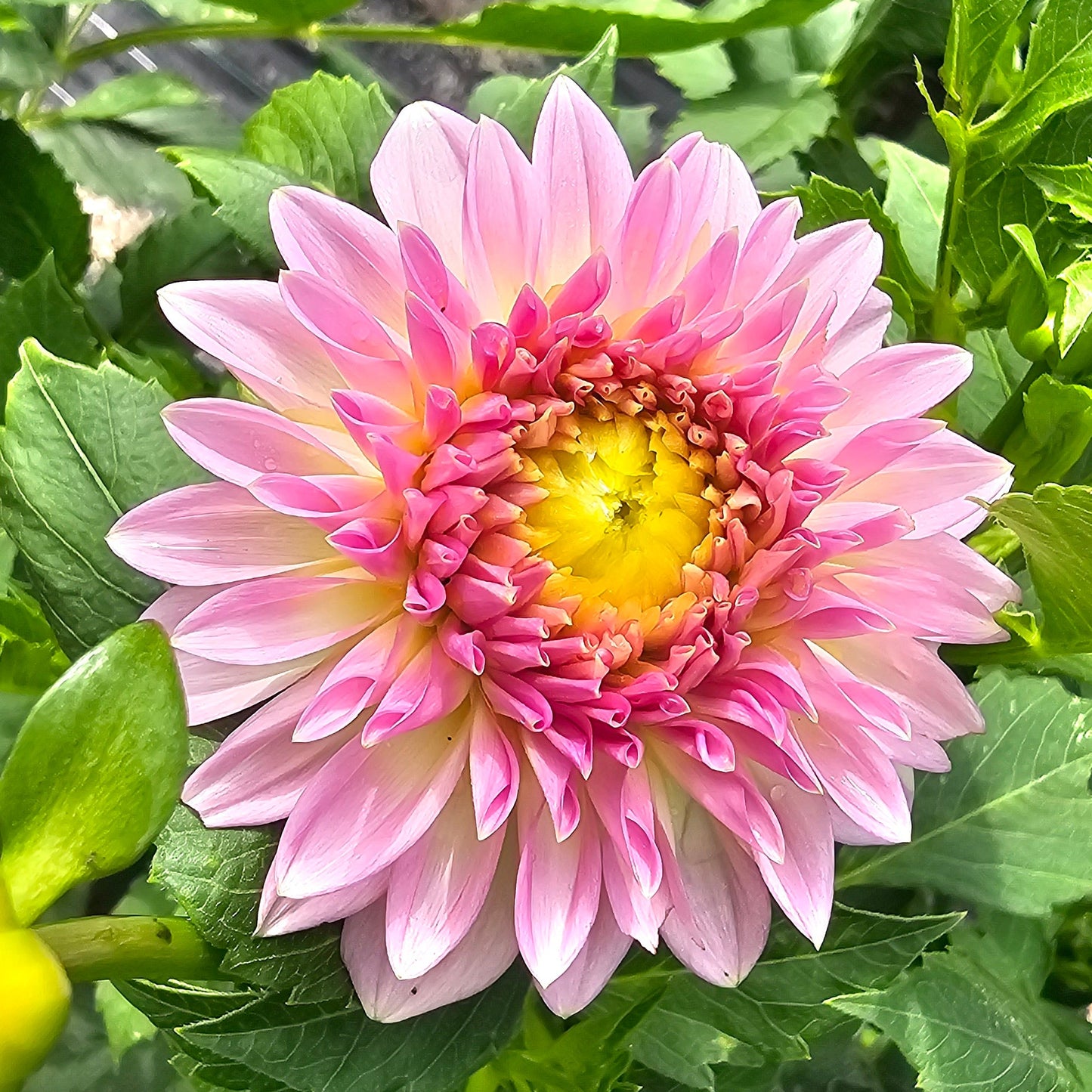 Vista Kestyn Dahlia