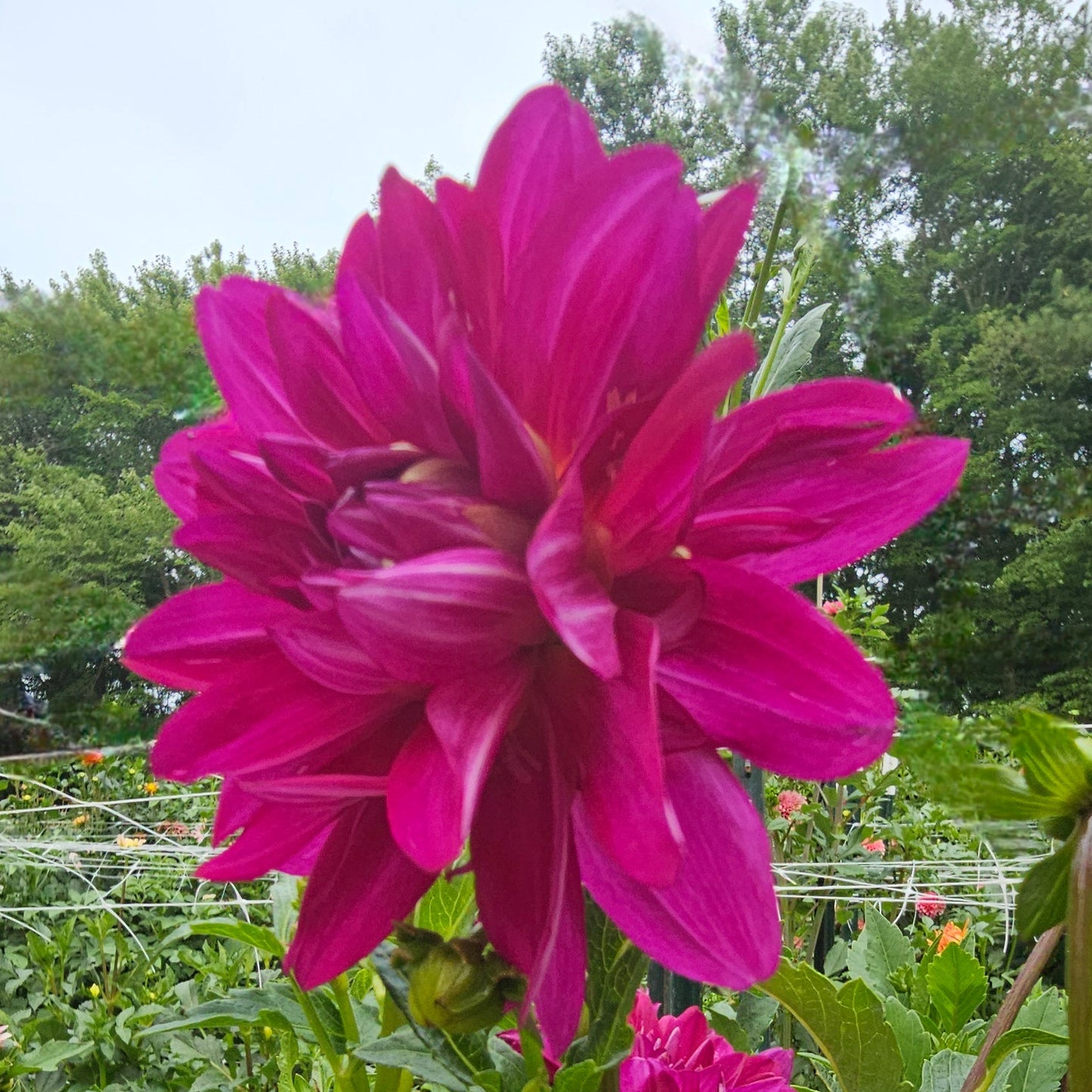 Lyn's Lexi Dahlia