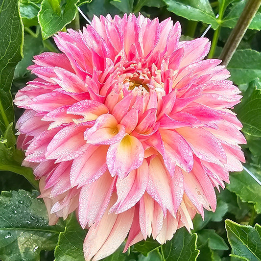 KA's® Desert Rose Dahlia  - *PLEASE READ DESCRIPTION
