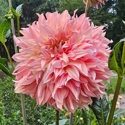 Lee's Fluffy Buffy Dahlia