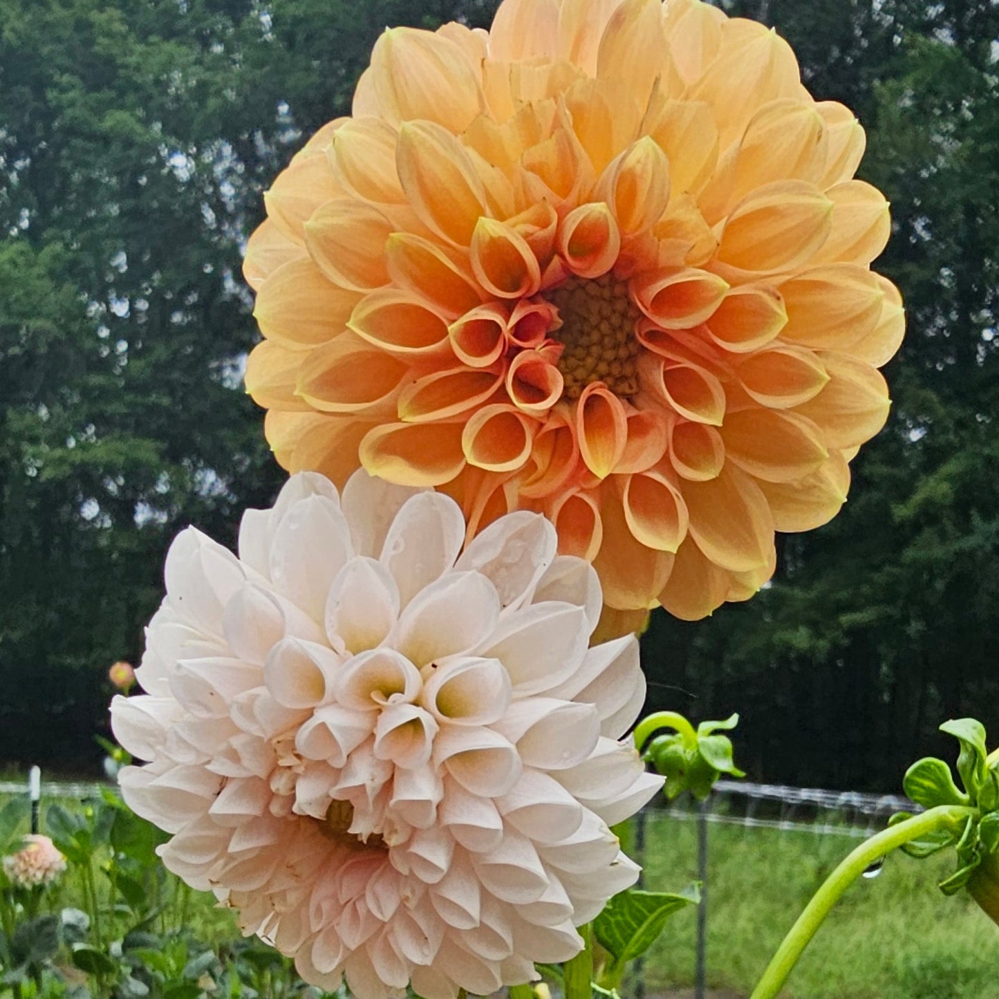 Lee's Kewpie Dahlia