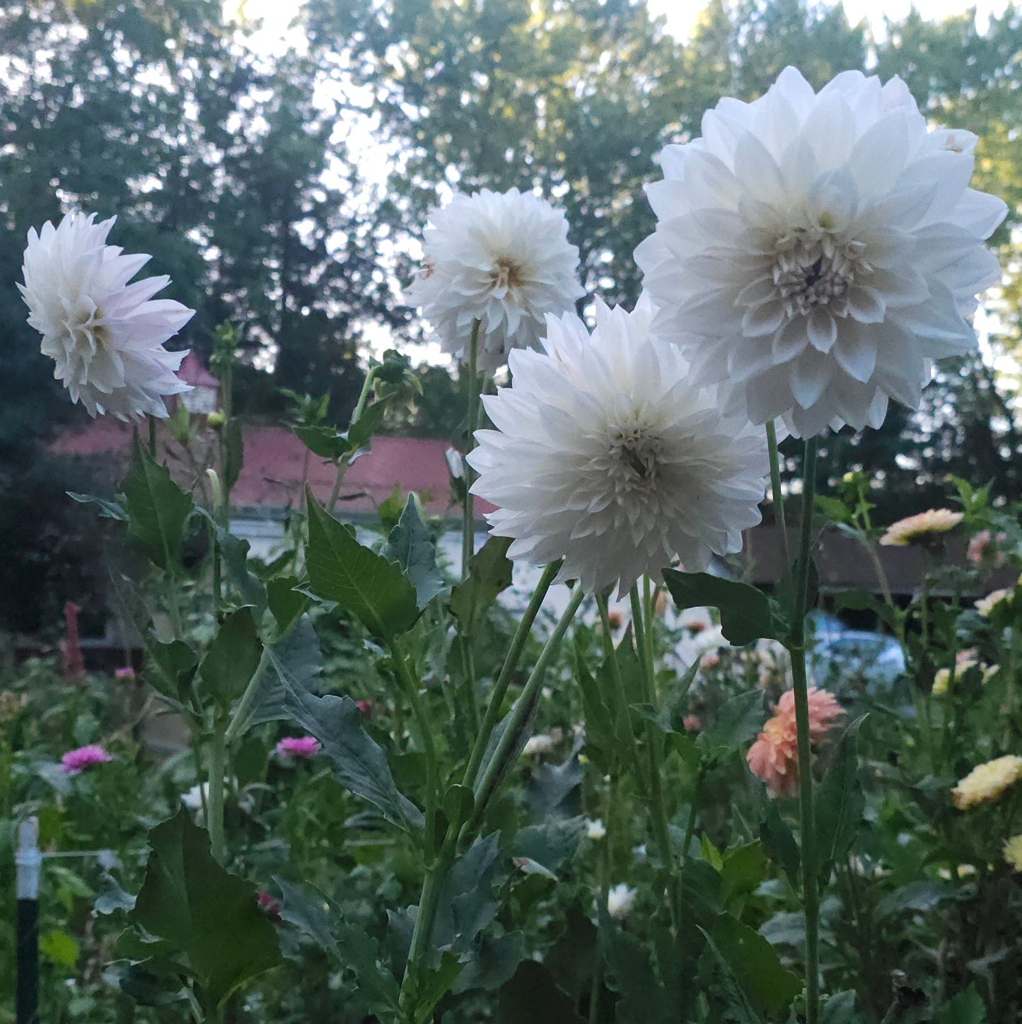 Marryn's Mamawo & Popo Dahlia