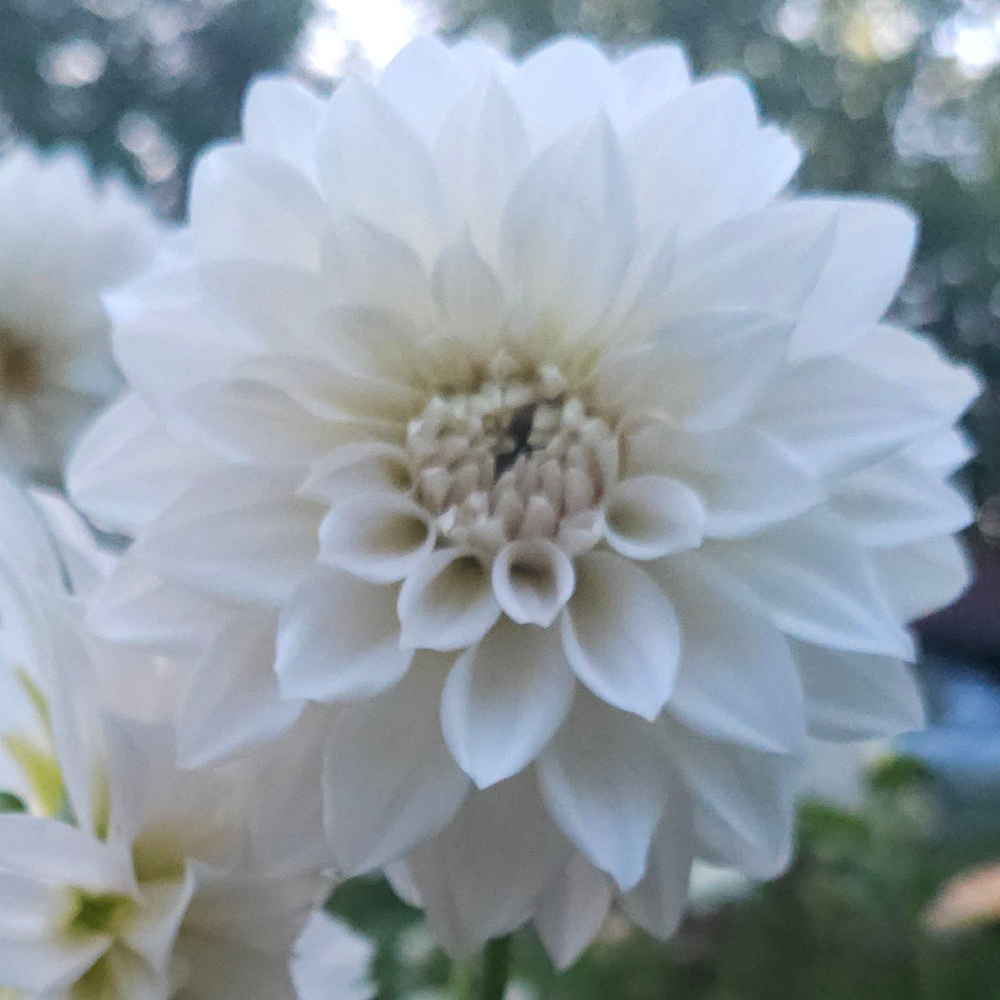Marryn's Mamawo & Popo Dahlia