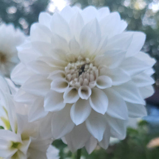 Marryn's Mamawo & Popo Dahlia