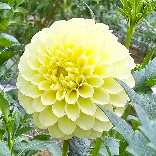 Pineapple Lollipop Dahlia