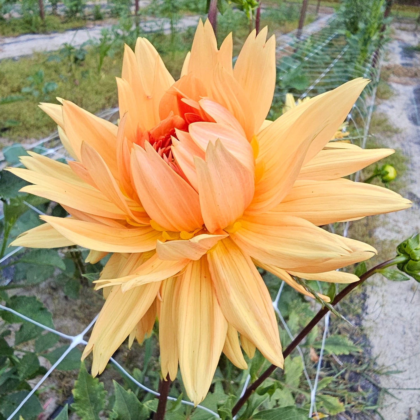 Glorie Van Noordwijk Dahlia