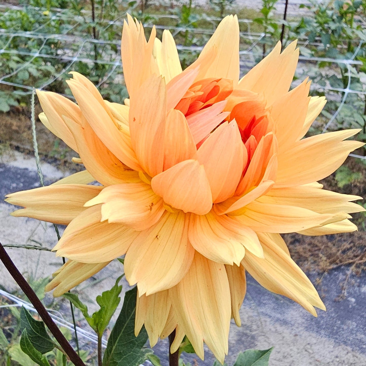 Glorie Van Noordwijk Dahlia