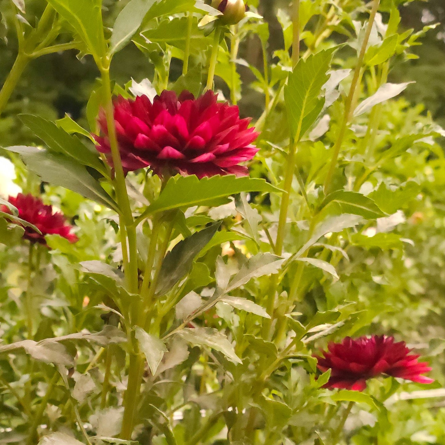Hollyhill Black Widow Dahlia