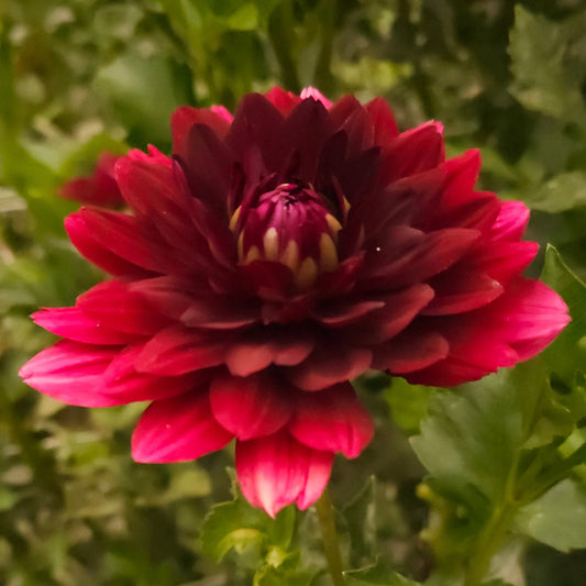 Hollyhill Black Widow Dahlia