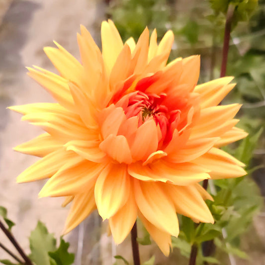 Glorie Van Noordwijk Dahlia