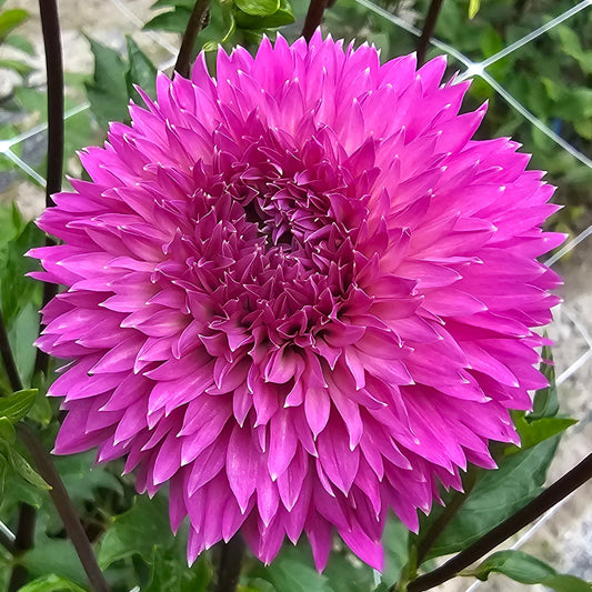 Frizzy Lizzy Dahlia