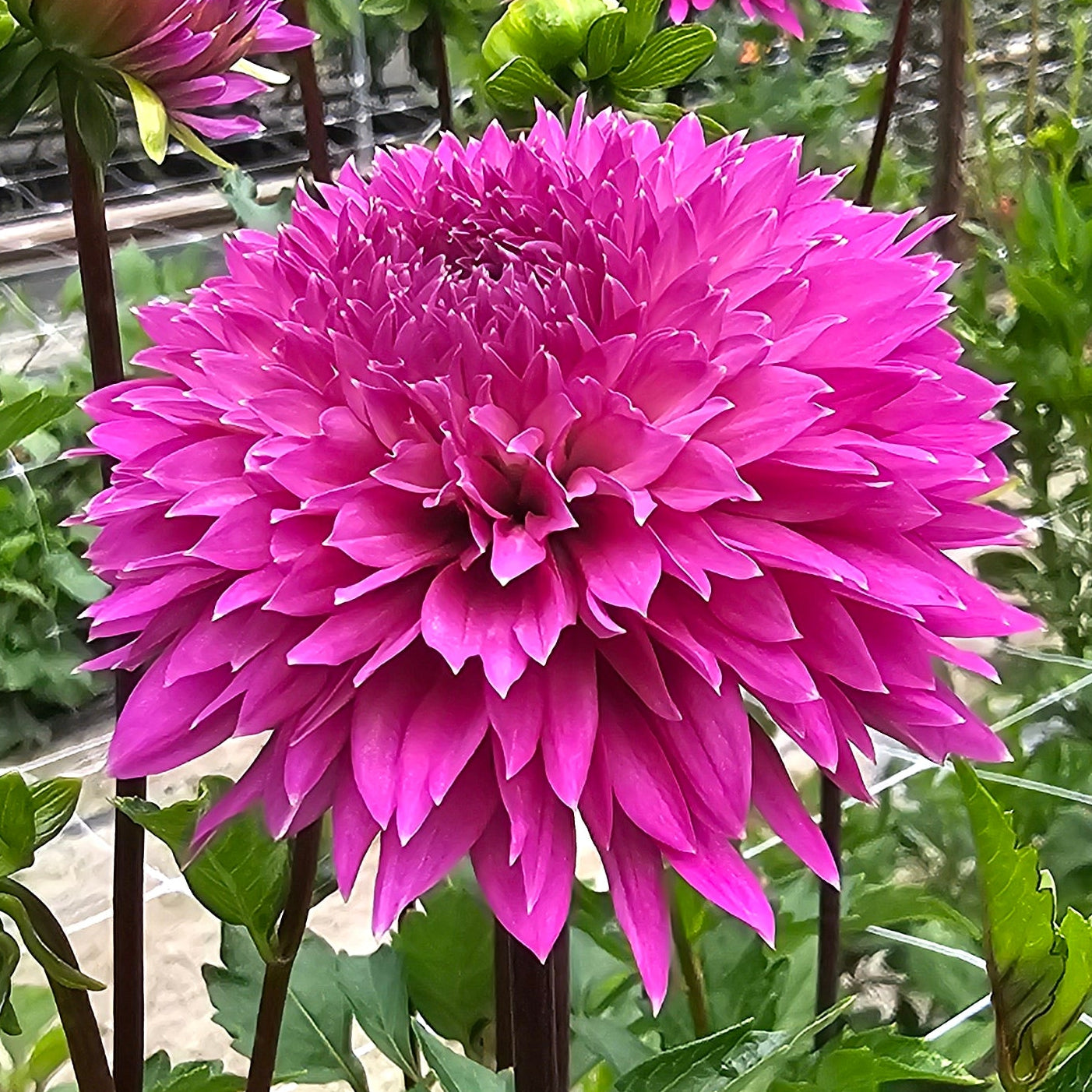 Frizzy Lizzy Dahlia