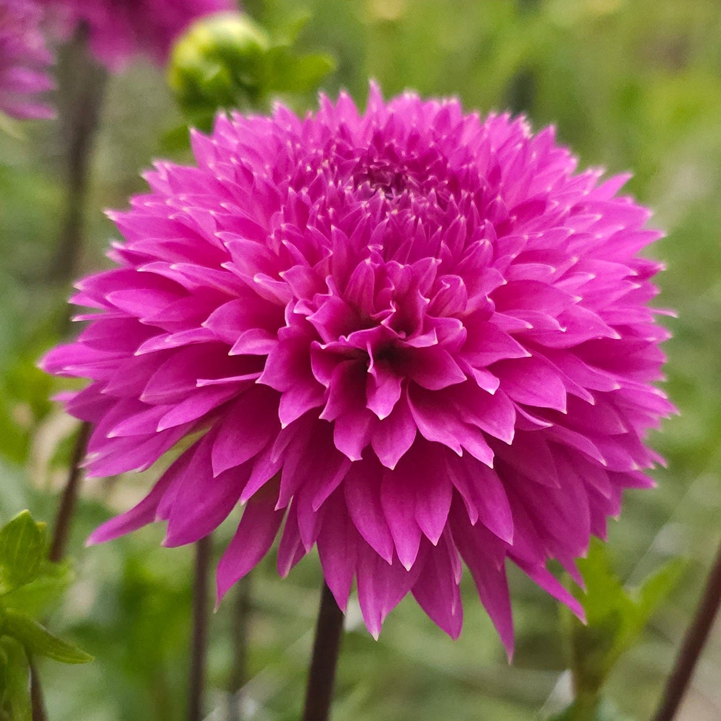 Frizzy Lizzy Dahlia