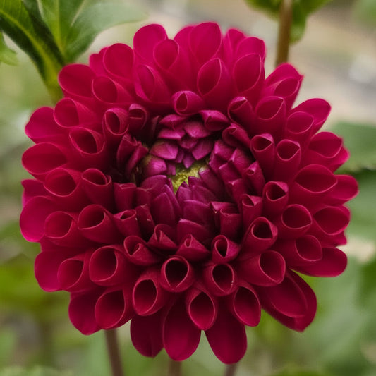 Addison June Dahlia