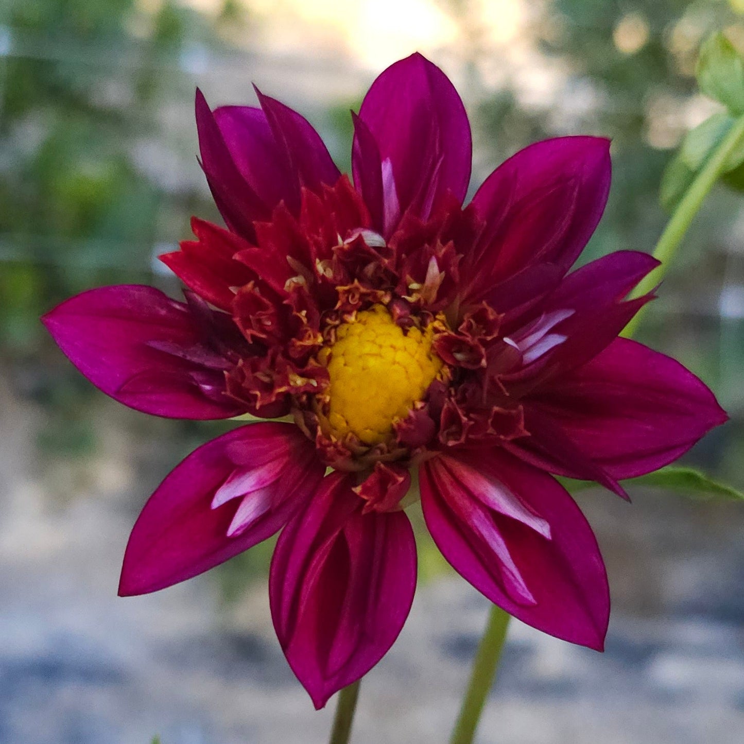 Hy Zizzle Dahlia