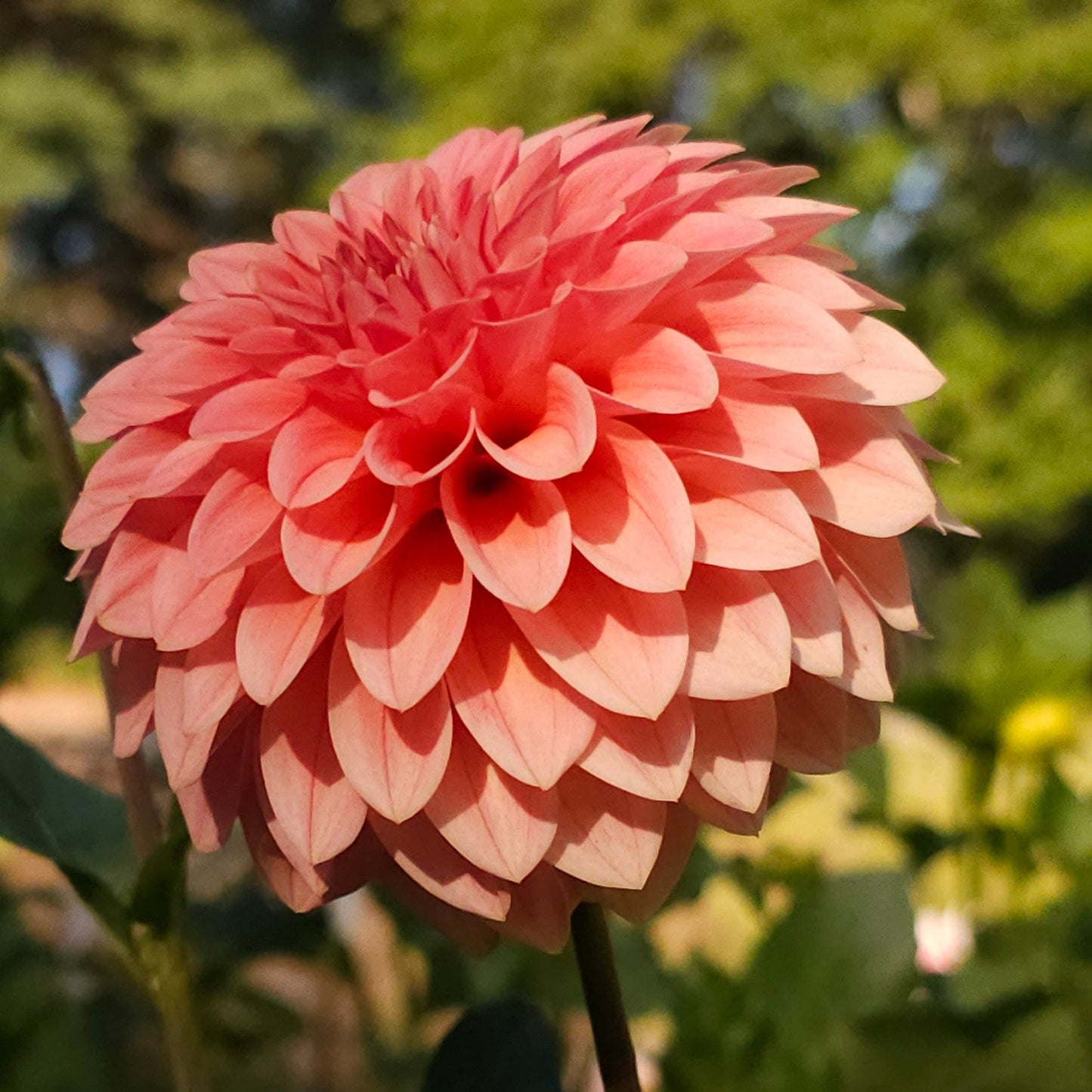 KA's® Guava Dahlia  - Limit 1 * PLEASE READ DESCRIPTION