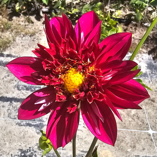 Hy Zizzle Dahlia