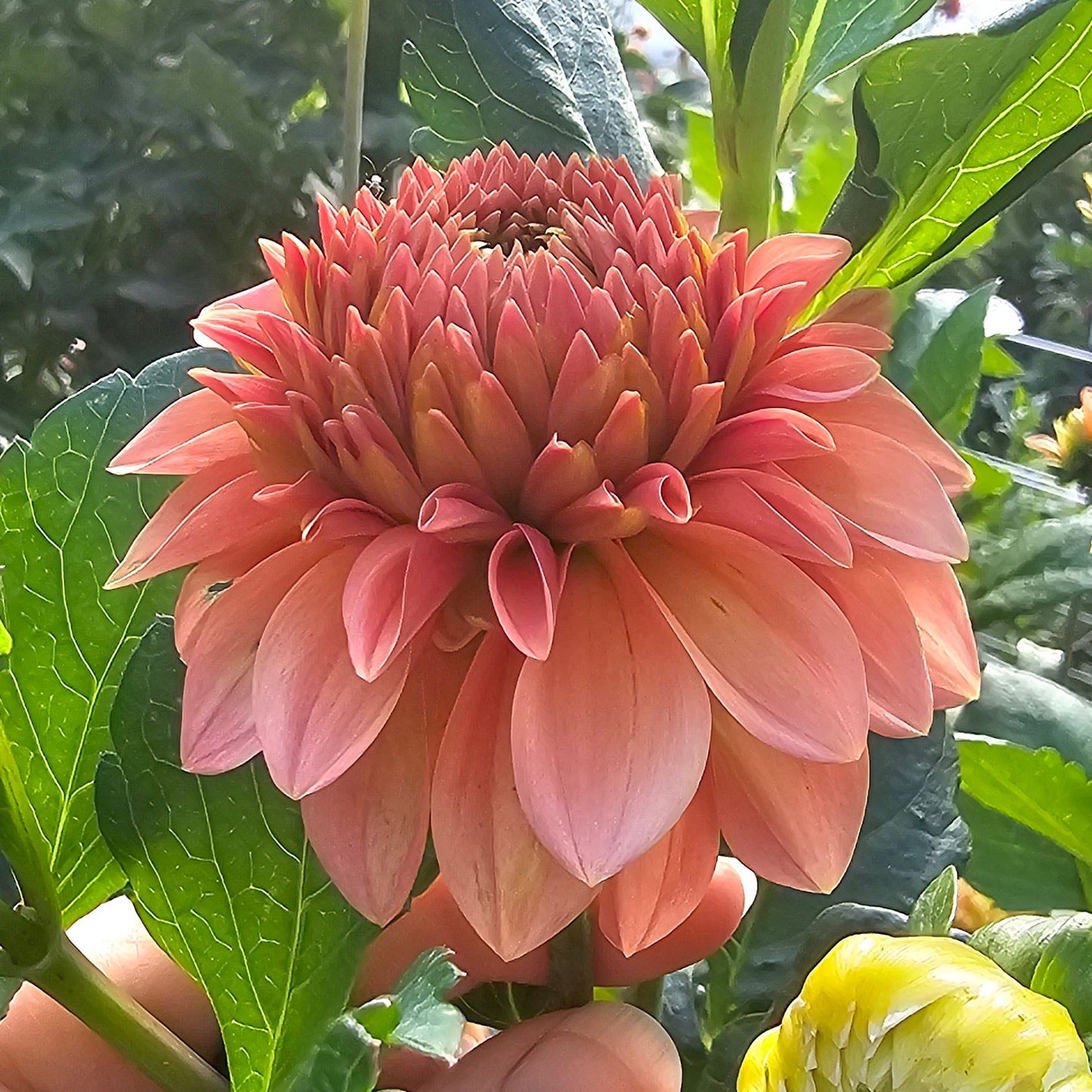 KA's® Guava Dahlia  - Limit 1 * PLEASE READ DESCRIPTION